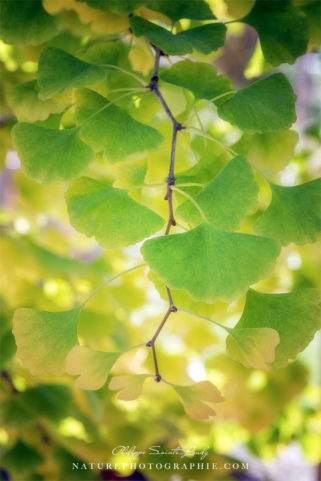 Branche de ginkgo