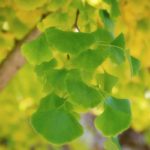 Ginkgo en été