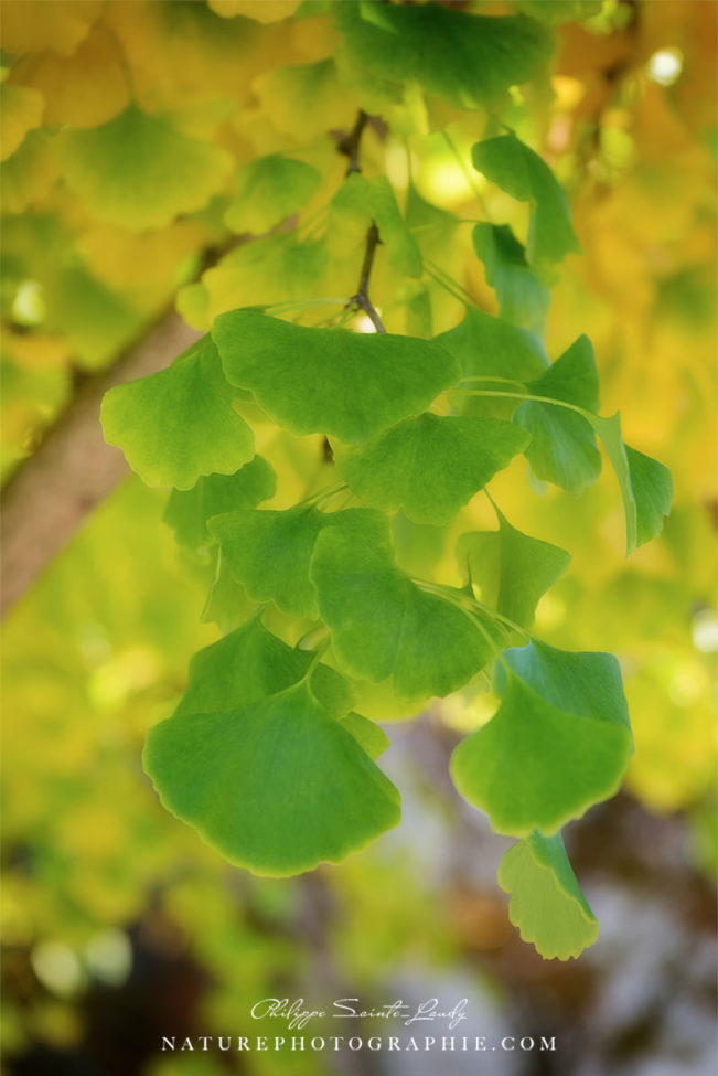 Ginkgo en été