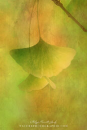 Feuille de ginkgo biloba