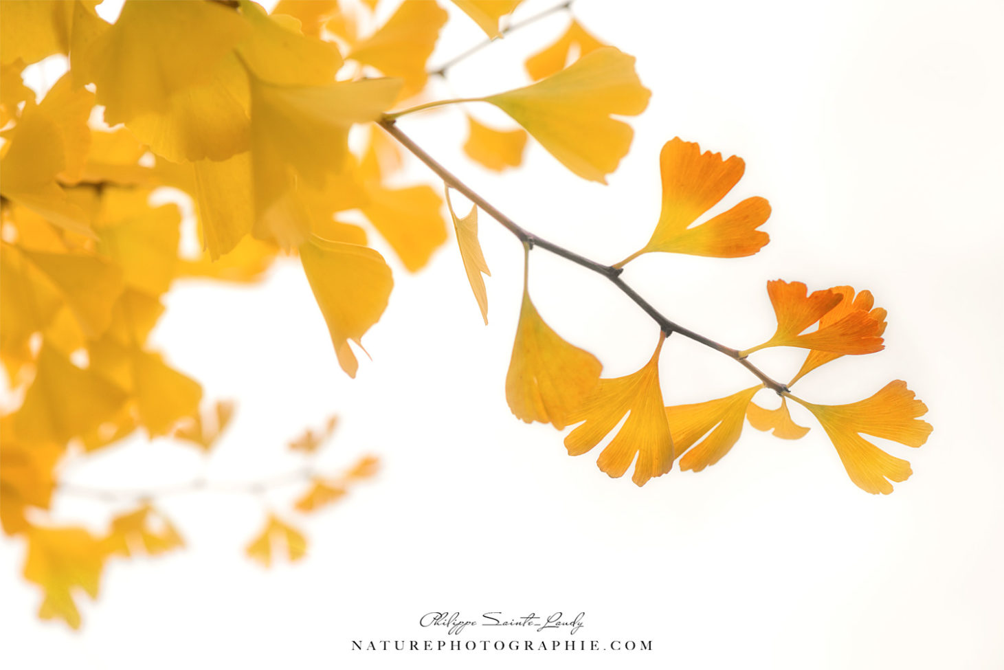 Ginkgo jaune en automne