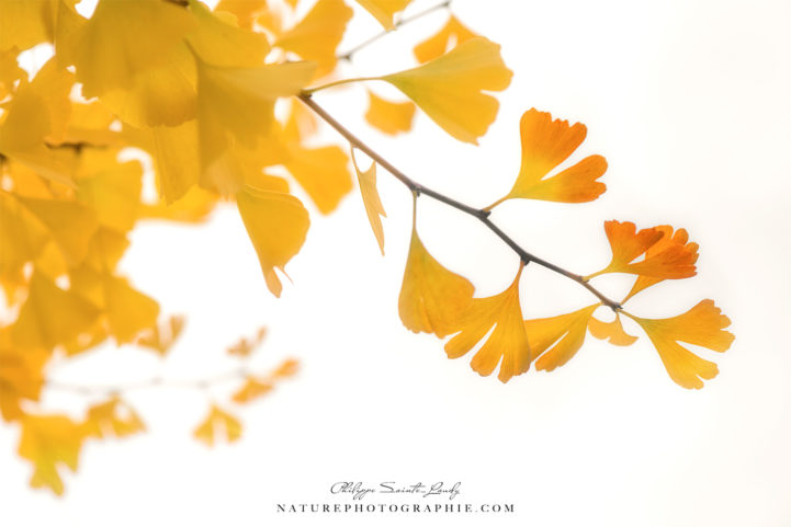 Ginkgo jaune en automne