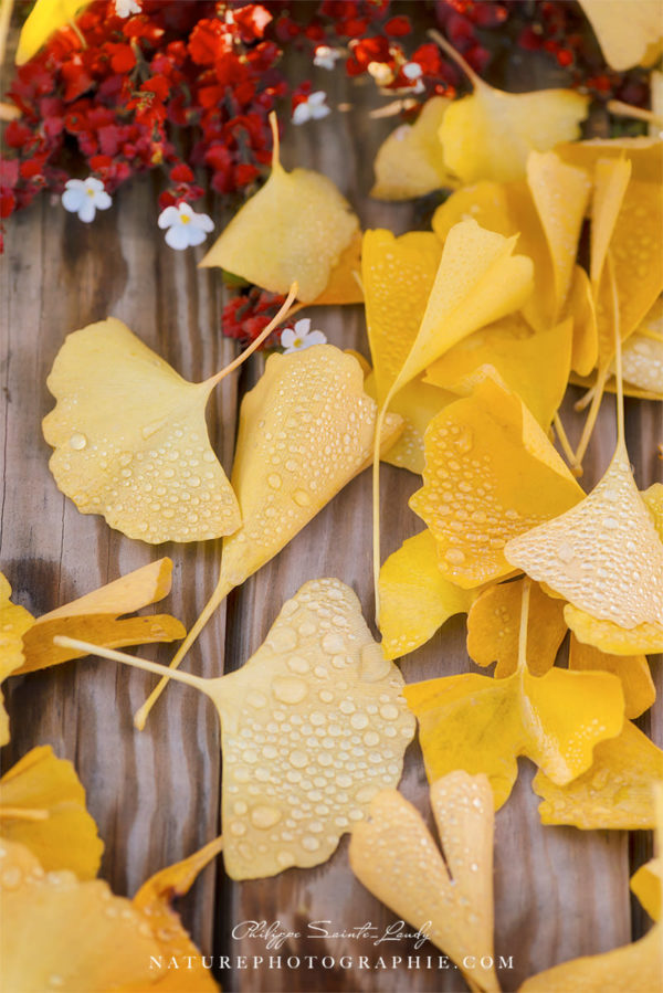 Ginkgo Featured