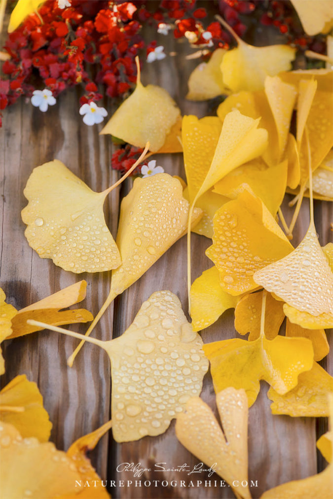 Ginkgo Featured