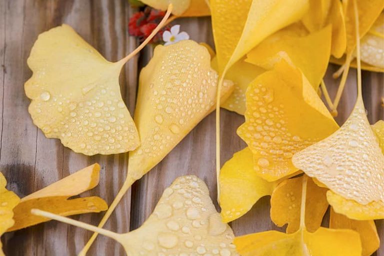 Ginkgo Featured