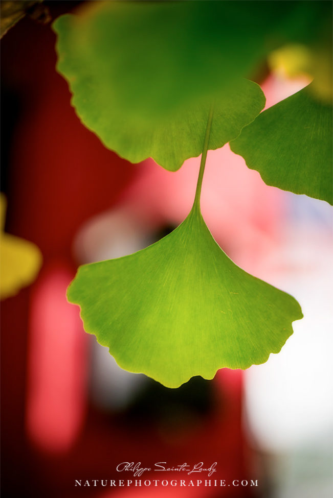 Gros plan sur feuille de ginkgo
