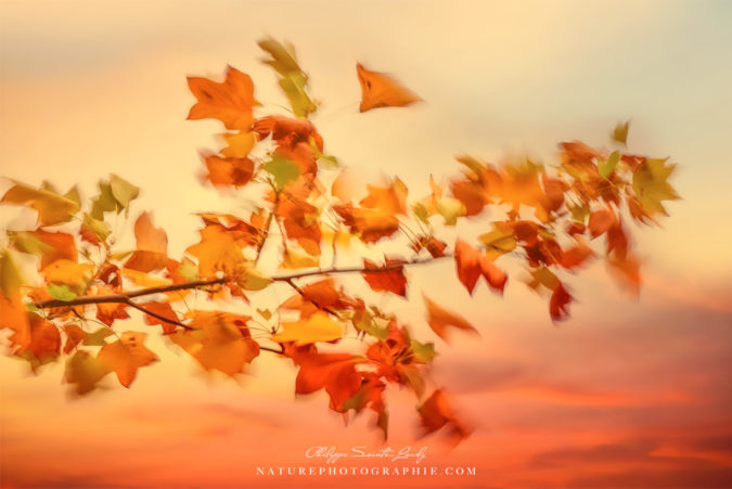In The Evening Wind