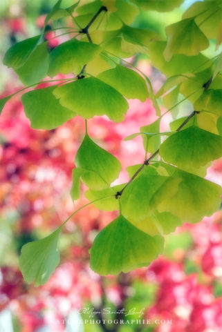 Feuilles vertes de Ginkgo Biloba