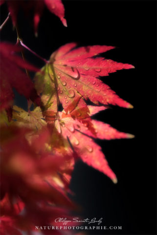 Feuille d'érable rouge