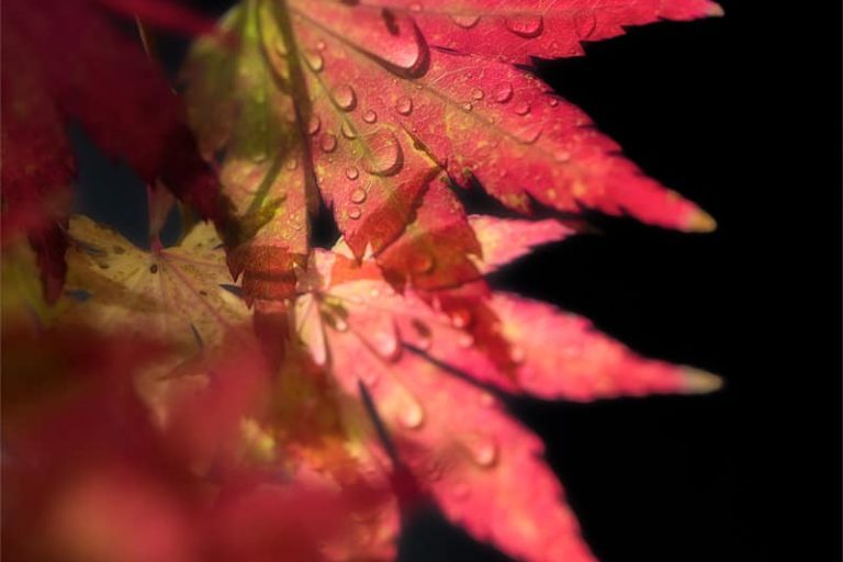 Feuille d'érable rouge