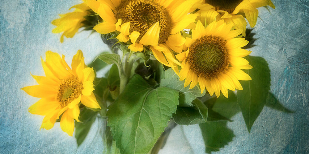 Sun Inside Photo de tournesols