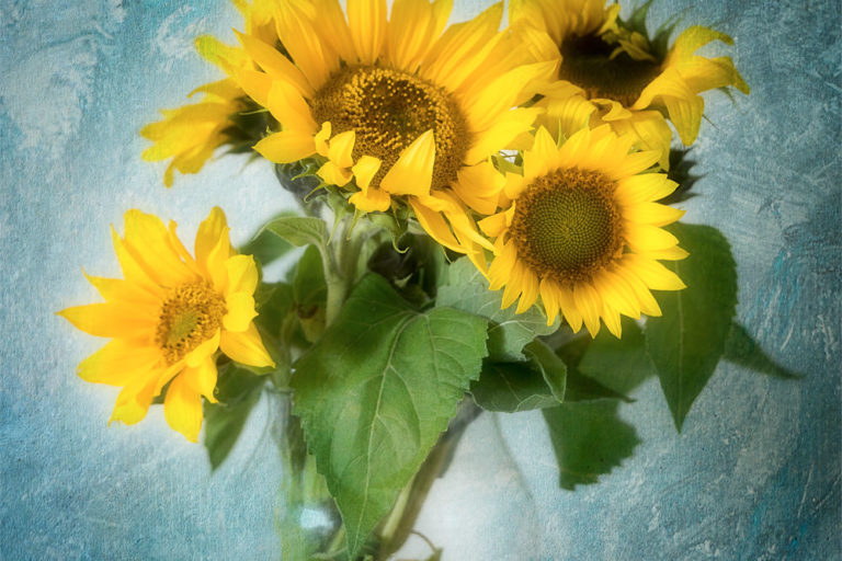 Photo de tournesols