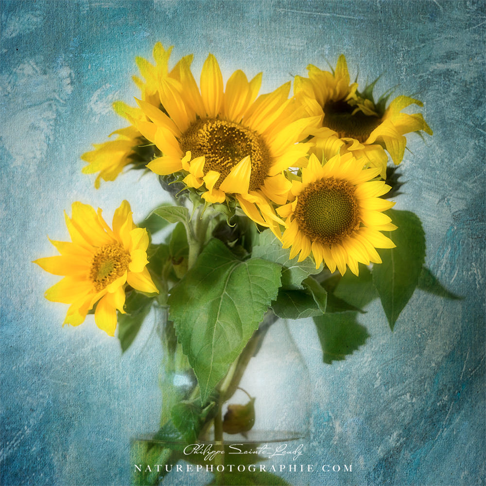 Photo de tournesols