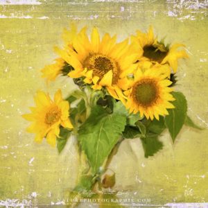 Sunflowers Sunflowers