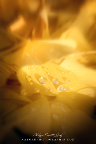 Gouttes de rosée sur une feuille jaune de ginkgo