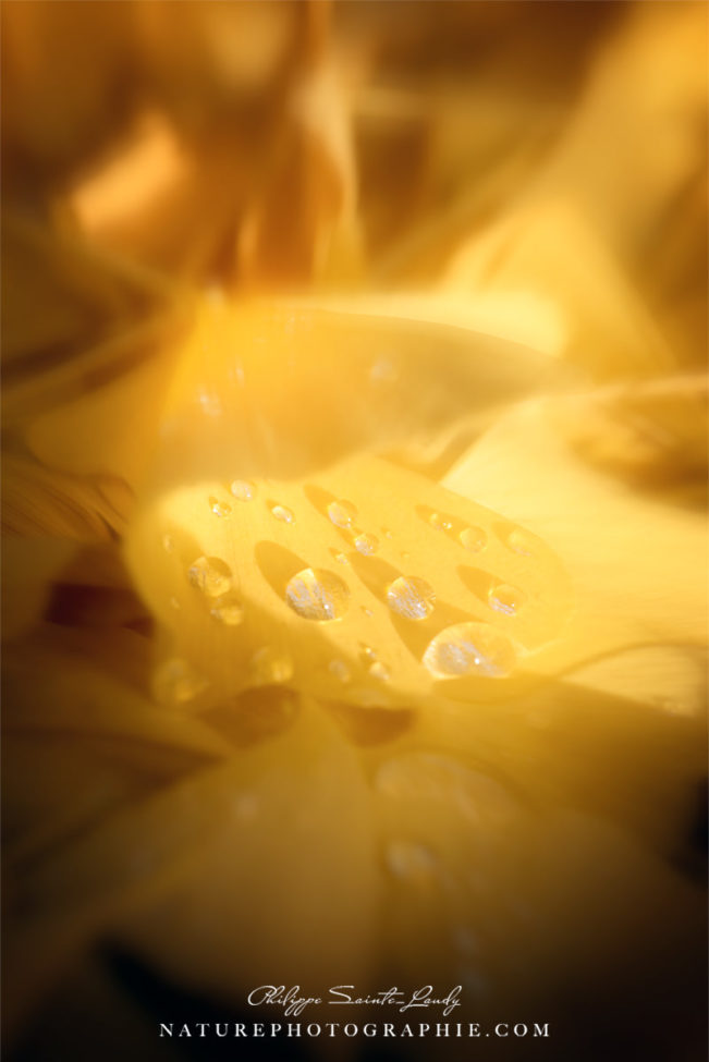 Gouttes de rosée sur une feuille jaune de ginkgo