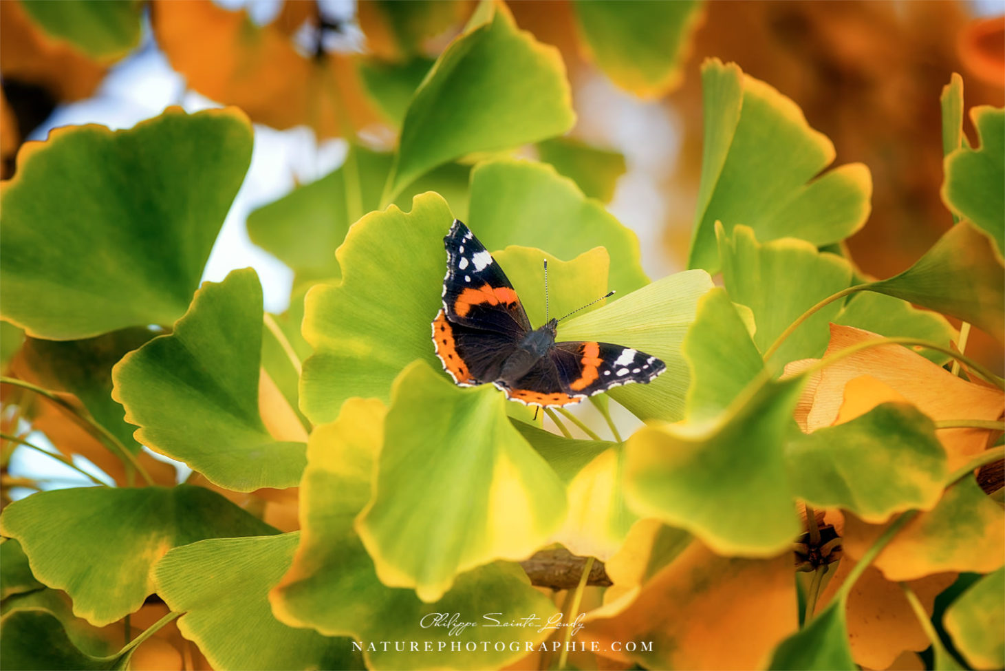 Papillon sur des feuilles de ginkgo