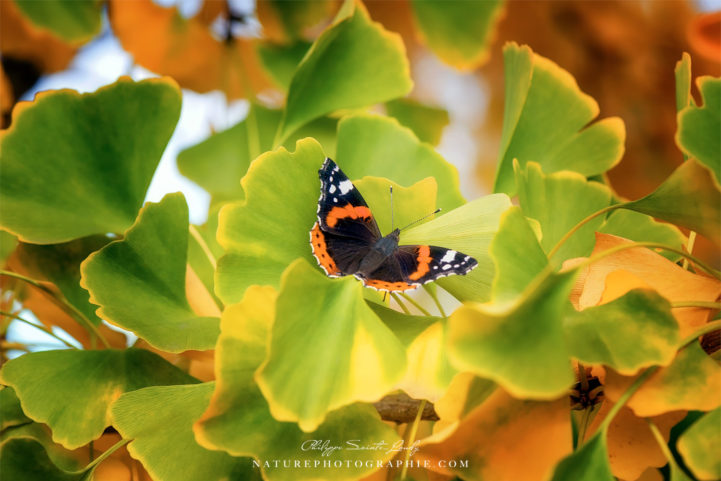 Papillon sur des feuilles de ginkgo