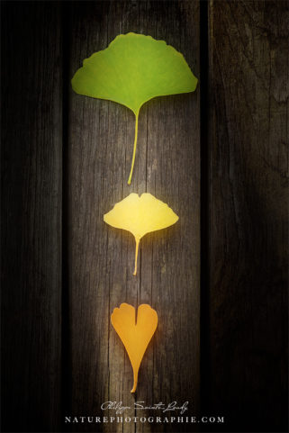 3 feuilles de ginkgo biloba