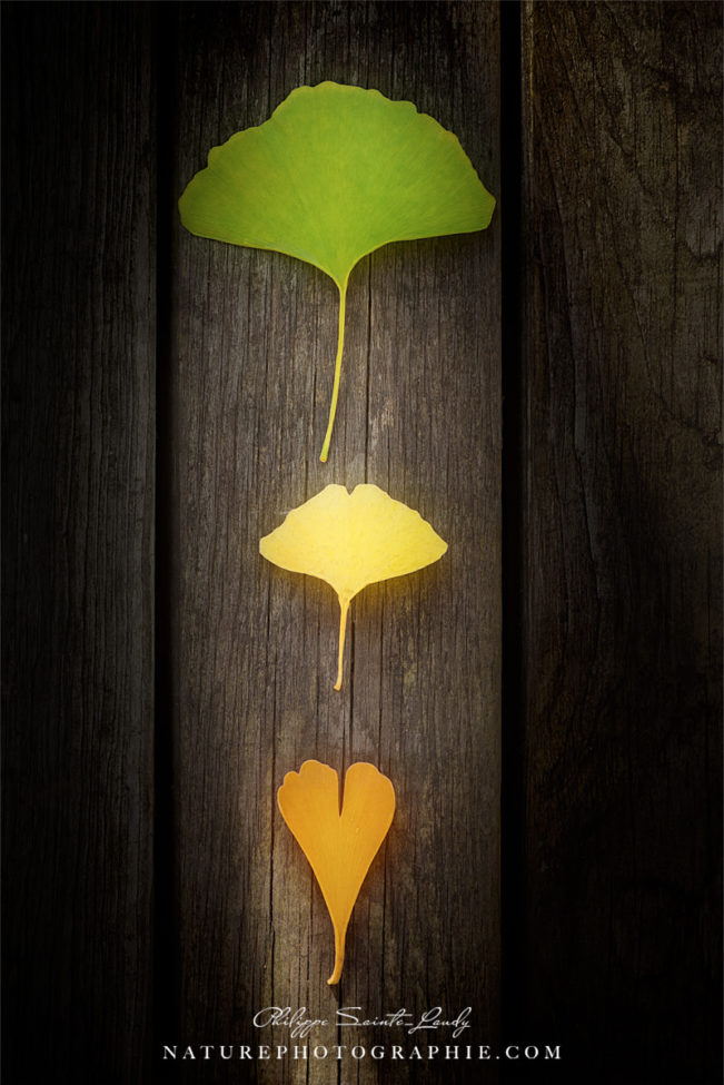 3 feuilles de ginkgo biloba