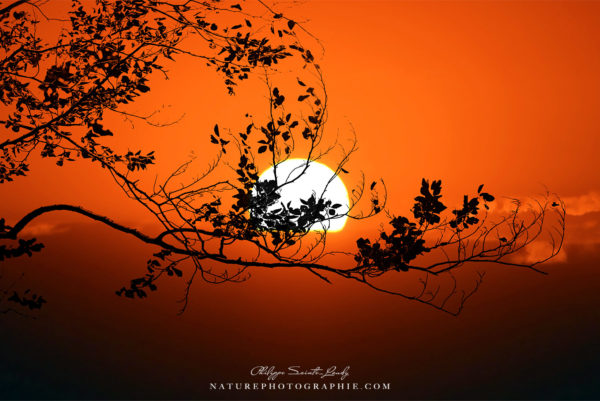 World On Fire Coucher de soleil avec un arbre en contre-jour