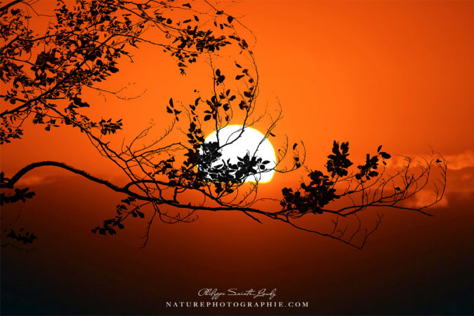 World On Fire Coucher de soleil avec un arbre en contre-jour