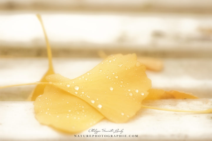 Feuilles jaunes de gingko en automne