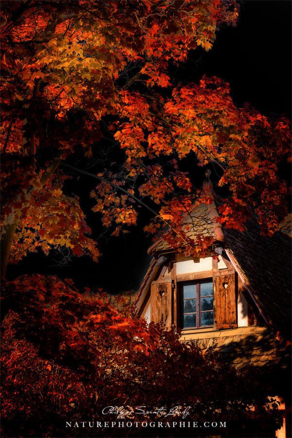 The Gathering Of Autumn Trees