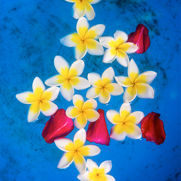 Bulk Arrangement Fleurs de frangipanier dans de l'eau bleu