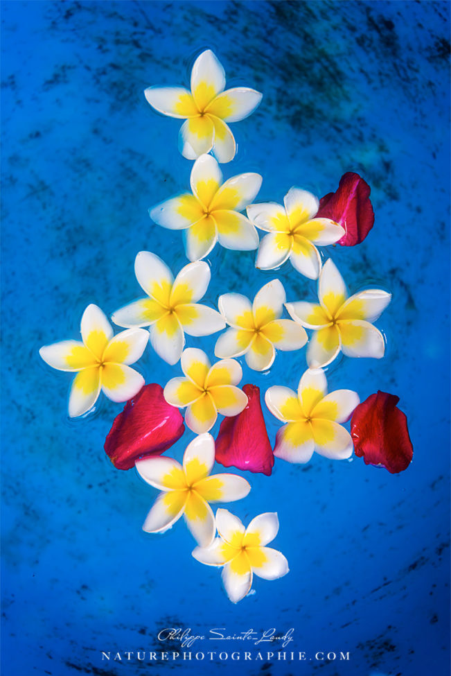 Fleurs de frangipanier dans de l'eau bleu