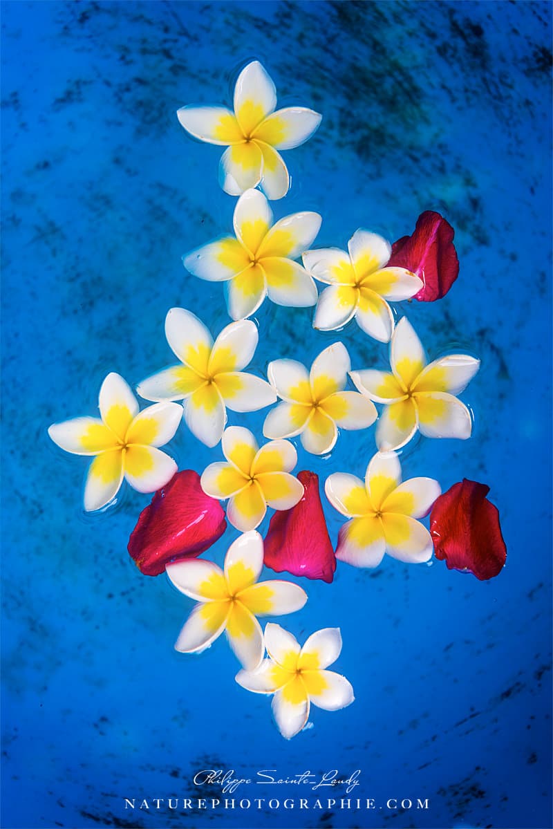 Fleurs de frangipanier dans de l'eau bleu