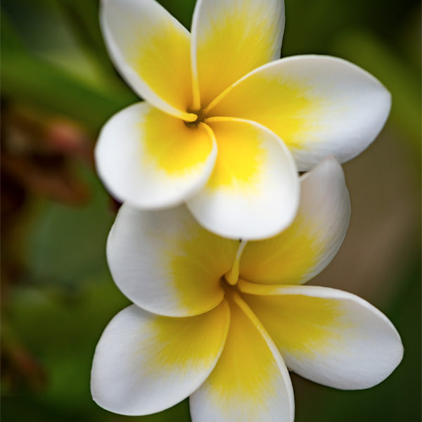 Flowers of the Temples