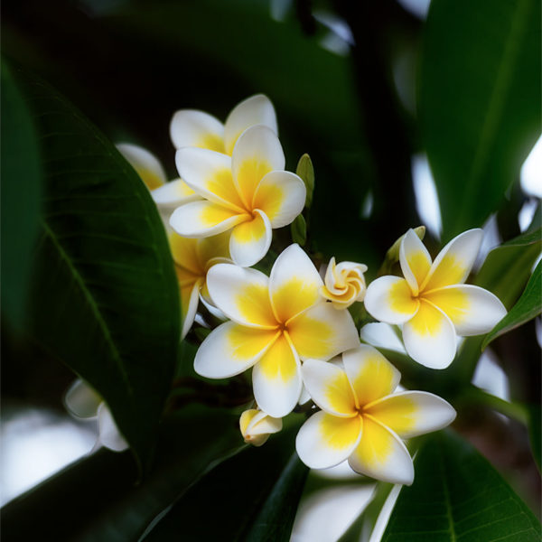 Plumeria