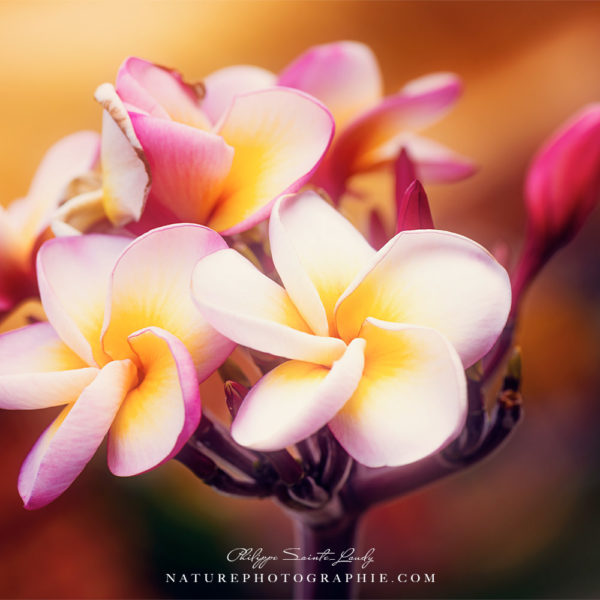 Talking about Love Fleurs de frangipanier