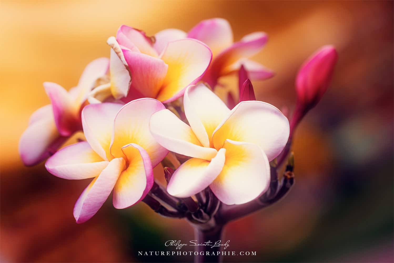 Fleurs de frangipanier