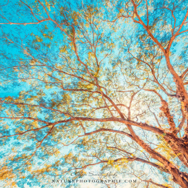 Between Sky and Earth