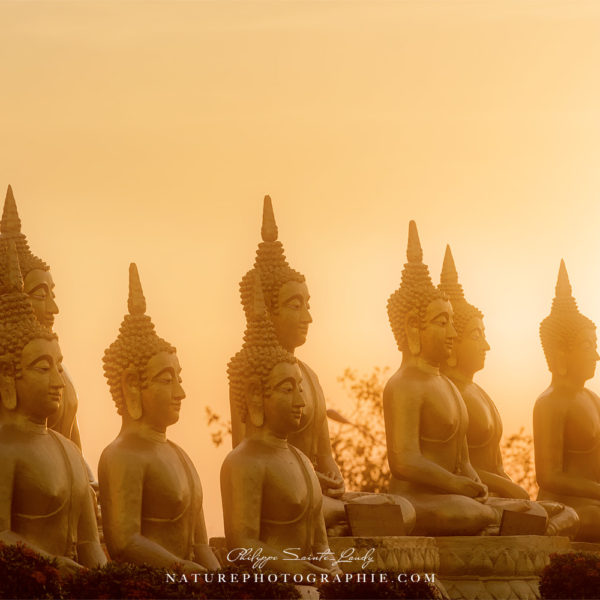 Buddhas in the Light