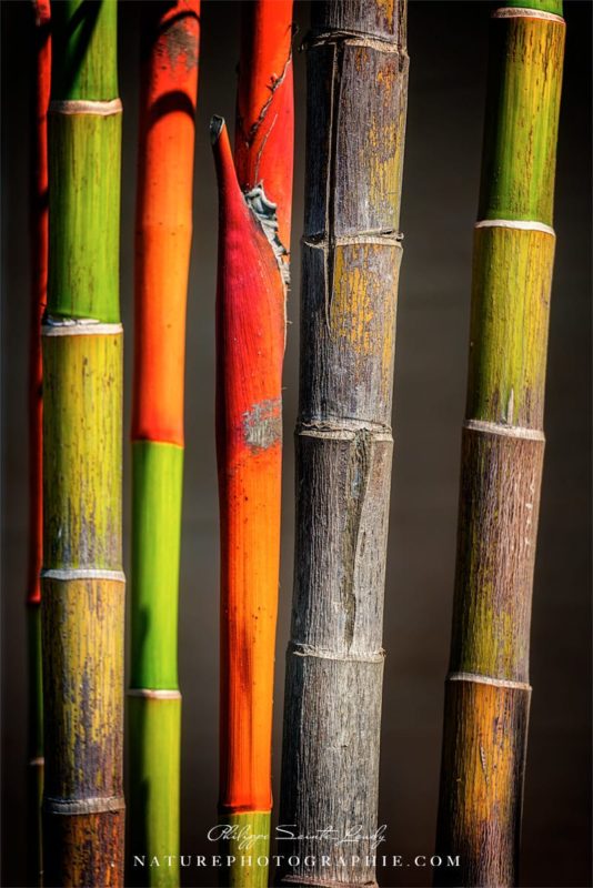Bambous de couleurs