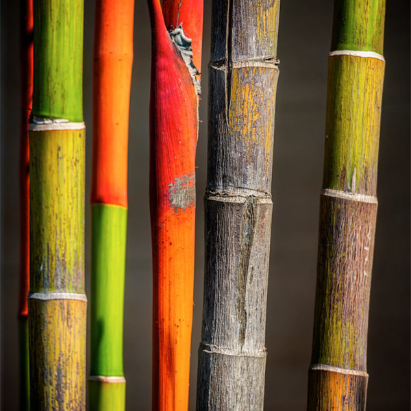 Colors Bamboos Bambous de couleurs