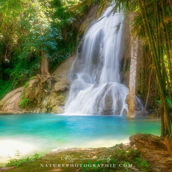 Free Vibes Free Vibes