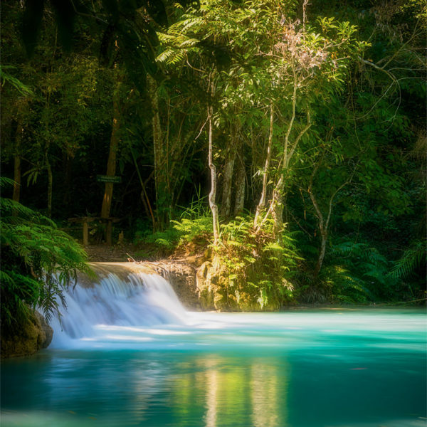 Green Paradise Green Paradise