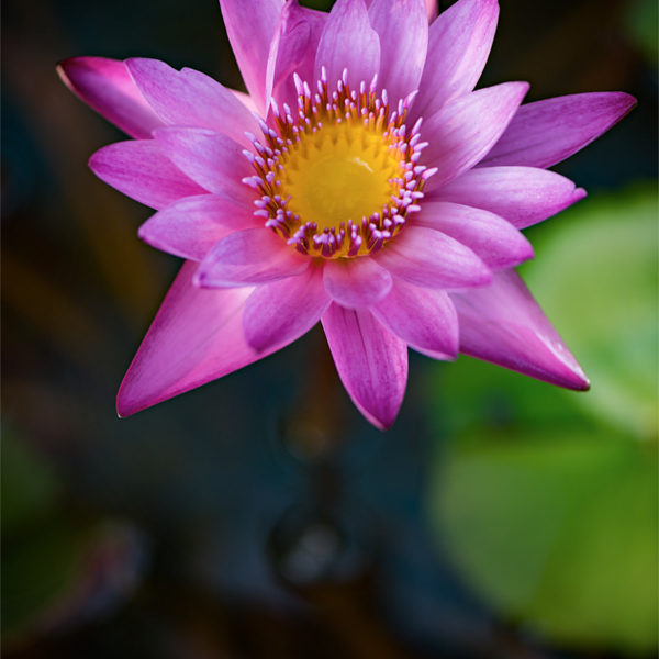Paksé Water Lily