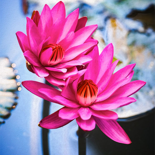 Remember You Said Forever Nénuphars à Luang Prabang