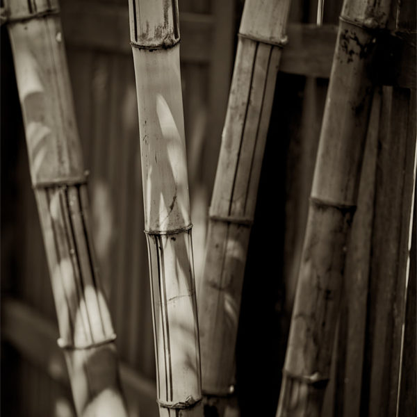 Sepia Bamboos