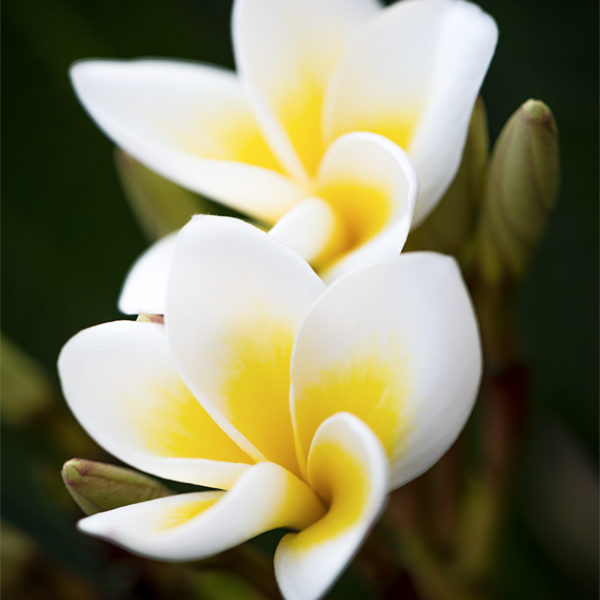 Sweetness of Laos Fleurs de frangipanier