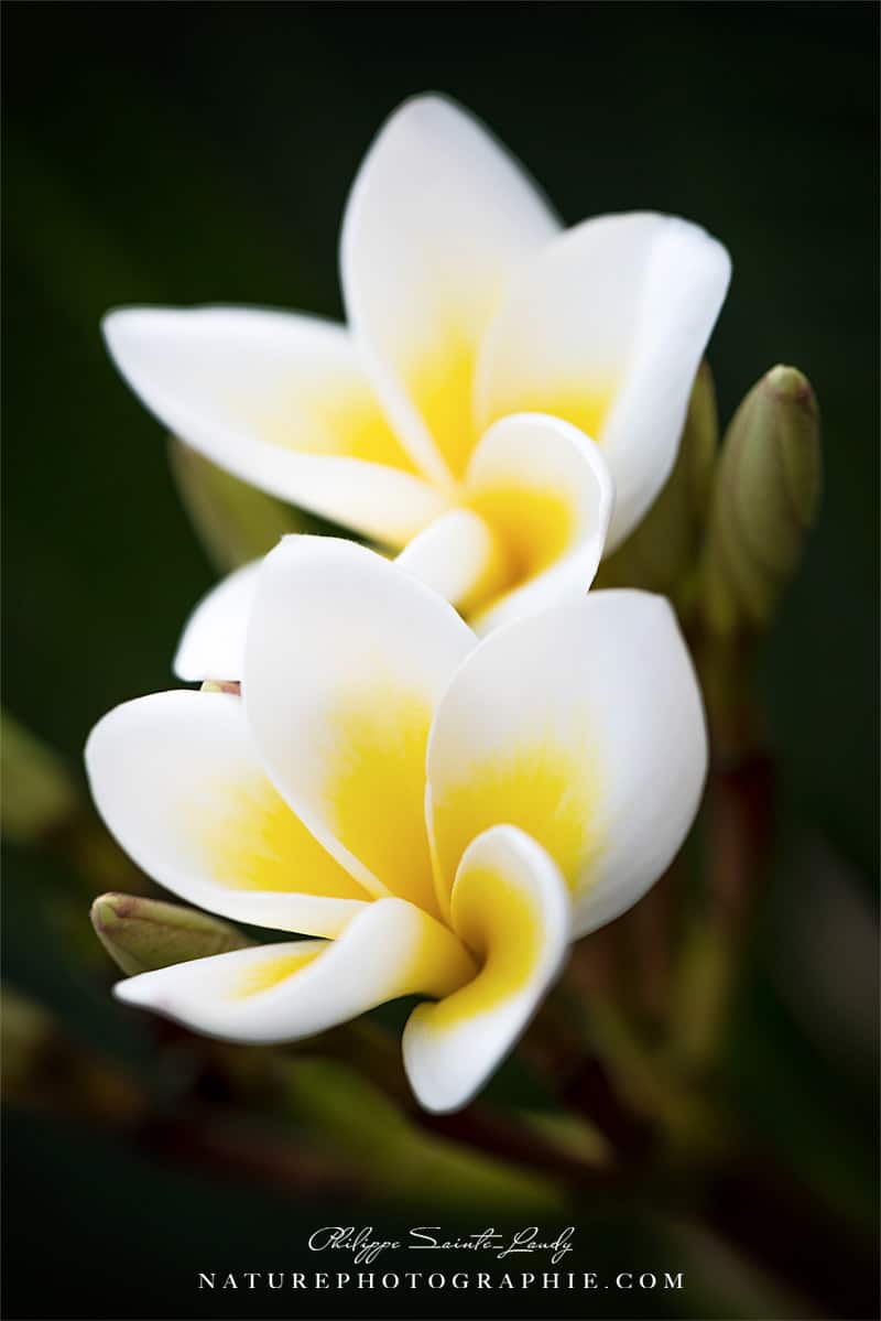 Fleurs de frangipanier