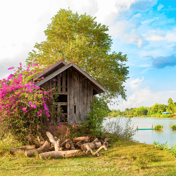 The Story of the Bougainvillier
