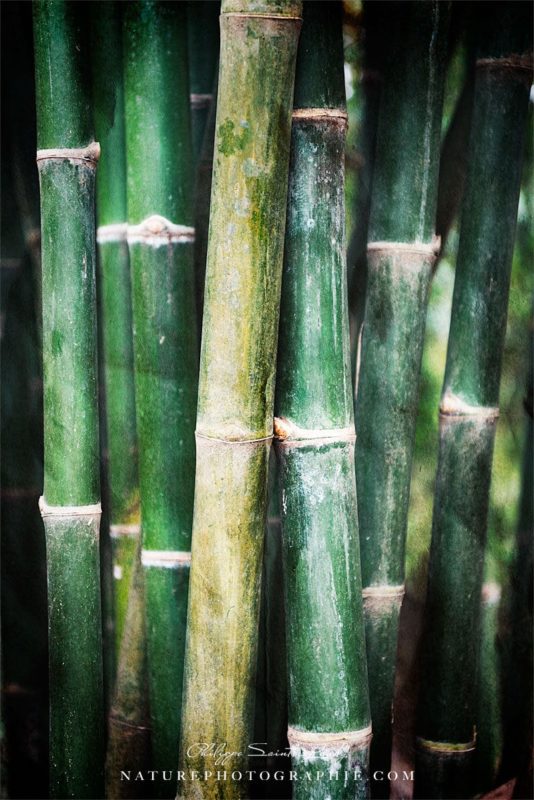 Bambous vert du Laos