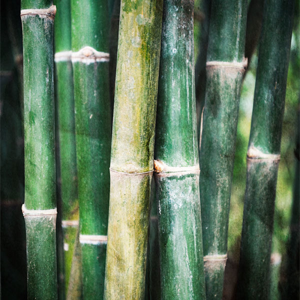 Asian Whisper Bambous vert du Laos