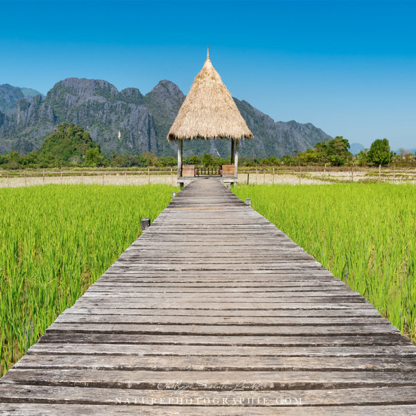At the End of the Pontoon Ponton au milieu des rizières